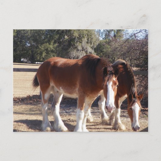 馬 ポストカード (正面)