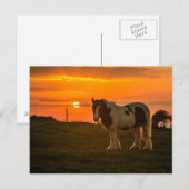 馬 ポストカード (正面/裏面)