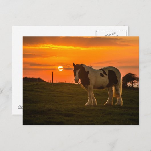 馬 ポストカード (正面/裏面)