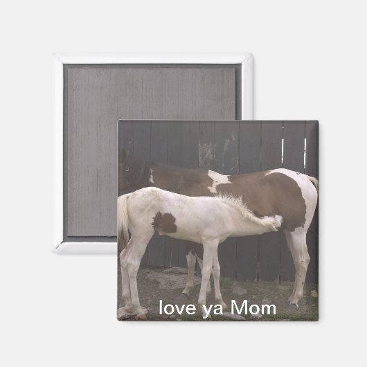 馬 マグネット (正面/裏面)