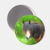 馬 マグネット (正面/裏面)