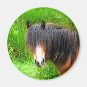 馬 マグネット (正面)