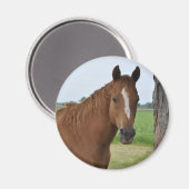 馬 マグネット (正面/裏面)