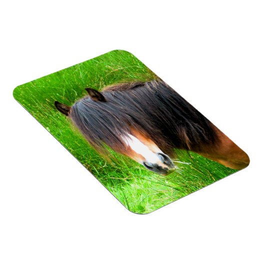 馬 マグネット (右側)