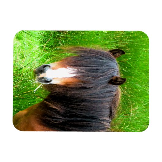 馬 マグネット (横)