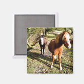 馬 マグネット (正面/裏面)