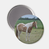 馬 マグネット (正面/裏面)