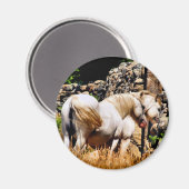 馬 マグネット (正面/裏面)