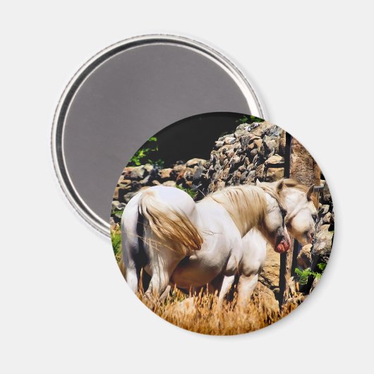 馬 マグネット (正面/裏面)