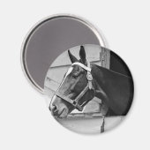 馬 マグネット (正面/裏面)