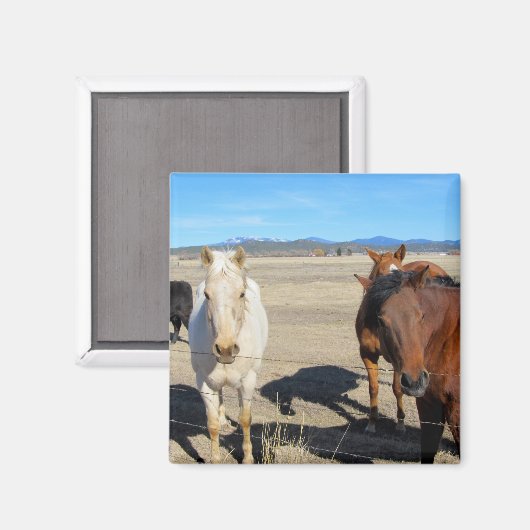 馬 マグネット (正面/裏面)