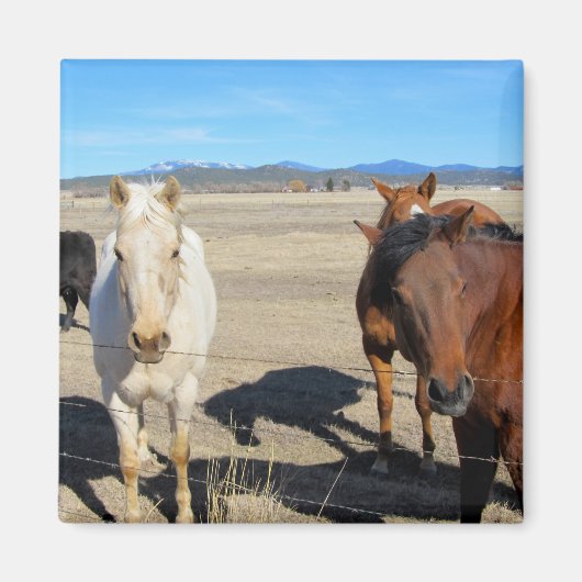 馬 マグネット (正面)