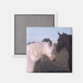 馬 マグネット (正面/裏面)