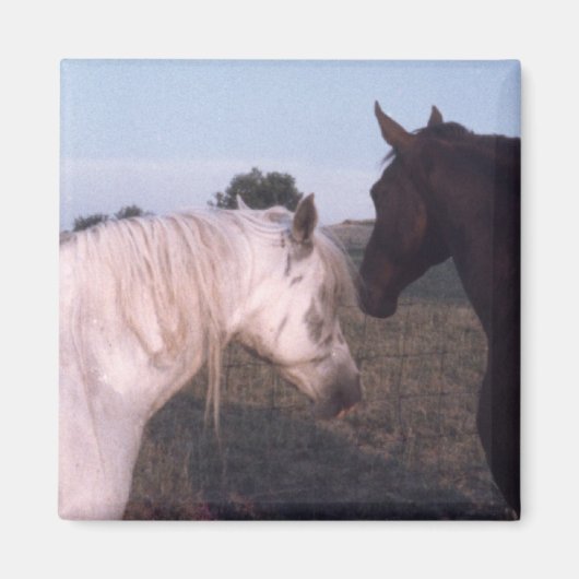 馬 マグネット (正面)