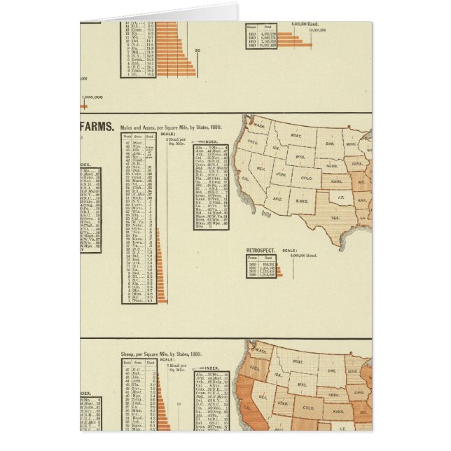 馬、ラバ、ロバ、羊 (正面)