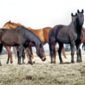 馬 ラージペーパーバッグ