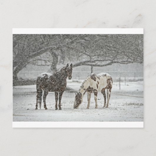 馬 冬 雪 農場 牧場 動物 雪景色 凍結 ポストカード (正面)