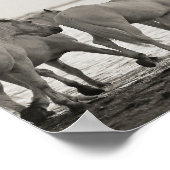 馬，海，白黒の写真 ポスター (角)