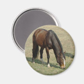 馬 – 磁石 (正面/裏面)