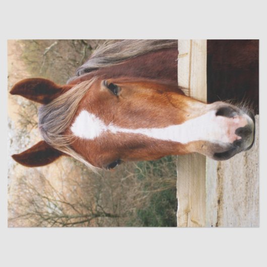 馬 薄葉紙 (正面)