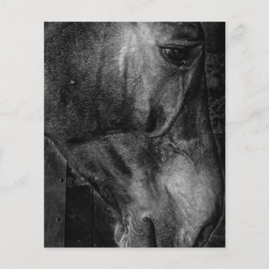 馬 | 馬術 キャンバス チラシ (正面)