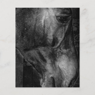 馬 | 馬術 キャンバス チラシ