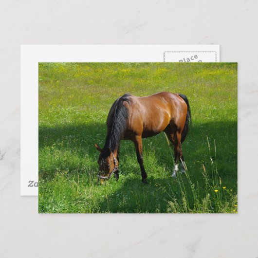 馬#1 ポストカード (正面/裏面)
