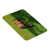 馬#1 マグネット (右側)