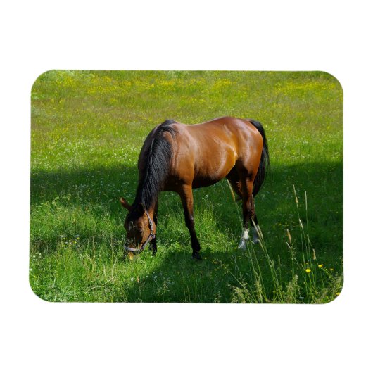 馬#1 マグネット (横)