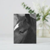 馬pccnm ポストカード (スタンド正面)