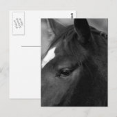 馬pccnm ポストカード (正面/裏面)