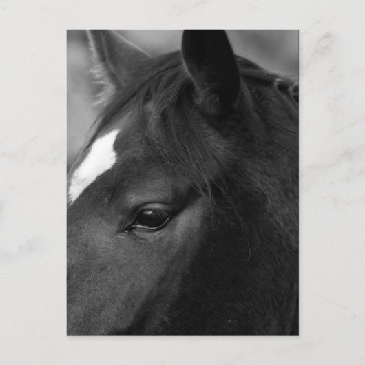 馬pccnm ポストカード (正面)