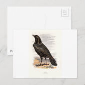 馴染みの野鳥のスイスランドレイヴン ポストカード (正面/裏面)