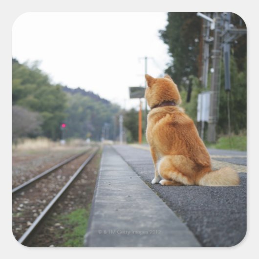 駅に座っている犬 スクエアシール (正面)