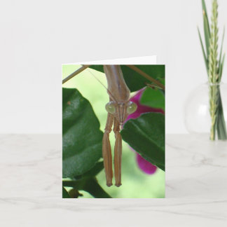 駆除剤ノテカード カード