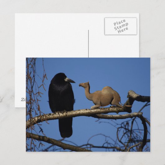 驚いたカラス ポストカード (正面/裏面)