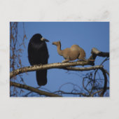 驚いたカラス ポストカード (正面)