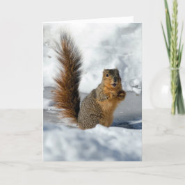 驚いたリス カード