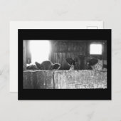 驚いた牛のはがき。 ポストカード (正面/裏面)