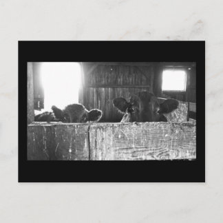 驚いた牛のはがき。 ポストカード