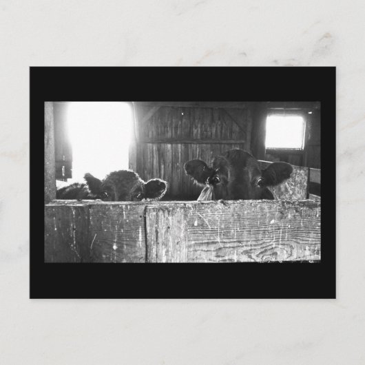 驚いた牛のはがき。 ポストカード (正面)