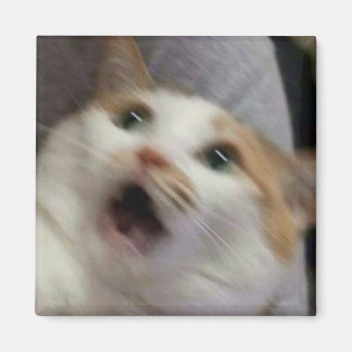 驚いた猫のミーム マグネット
