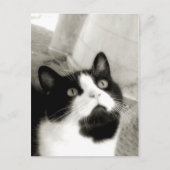 驚いた ポストカード (正面)