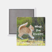 驚おもしろいいたジンジャー子猫。フリックって何だ? マグネット (正面/裏面)