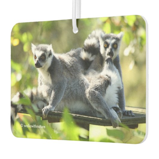 驚おもしろいいたマダガスカルのレムルス カーエアーフレッシュナー (左)