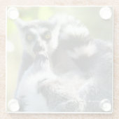 驚おもしろいいたマダガスカルのレムルス ガラスコースター (裏面)