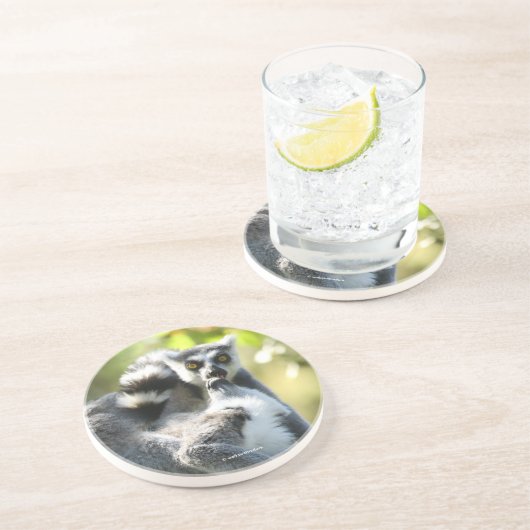 驚おもしろいいたマダガスカルのレムルス コースター (側面)