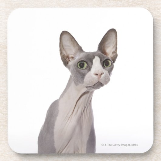 驚かされた表現のSphynx猫 コースター (正面)