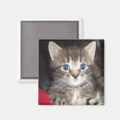 驚きの子猫マグネット マグネット (正面/裏面)