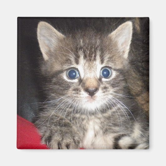 驚きの子猫マグネット マグネット (正面)